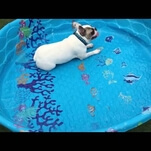 This brave, delusional bulldog swims where there is no water