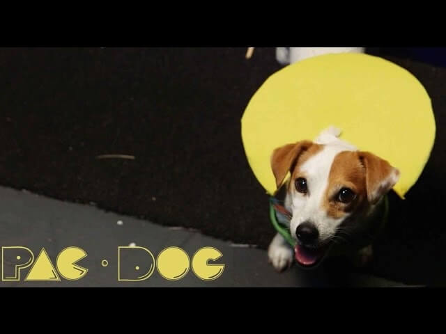 This frisky pup makes a masterful Pac-Man