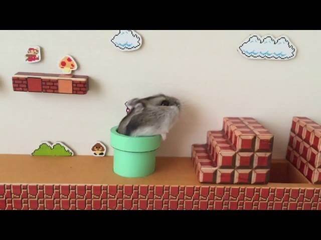 Proof that even a hamster can finish the first level of Super Mario Bros.