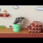 Proof that even a hamster can finish the first level of Super Mario Bros.