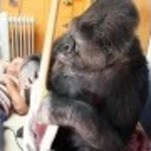 Koko the gorilla likes the Red Hot Chili Peppers, played bass with Flea