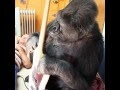 Koko the gorilla likes the Red Hot Chili Peppers, played bass with Flea