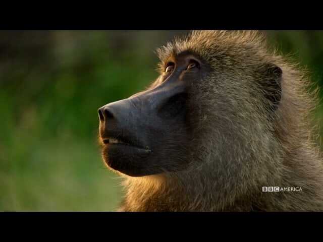 Planet Earth II is coming to BBC America in January