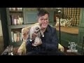 Stephen Colbert spends his day off with kittens and Trump jokes