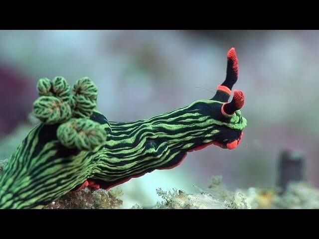 Imgur users rally to replace political strife with nice pictures of sea slugs