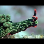 Imgur users rally to replace political strife with nice pictures of sea slugs