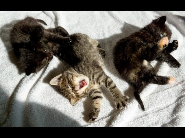 A 24-hour stream of kittens dicking around, because you need it