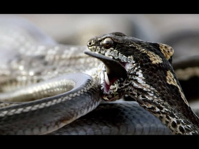 Behind the scenes of that crazy snake-iguana fight from Planet Earth II