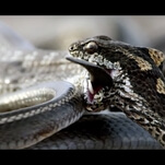 Behind the scenes of that crazy snake-iguana fight from Planet Earth II