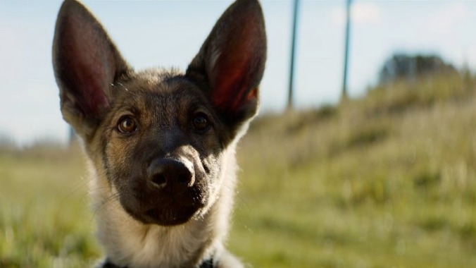 Everything about this A Dog’s Purpose story just keeps getting worse