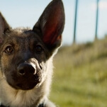 Everything about this A Dog’s Purpose story just keeps getting worse