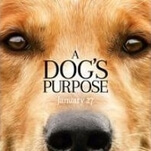 Maybe next time A Dog’s Purpose can be reincarnated as a good movie