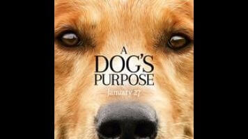 Maybe next time A Dog’s Purpose can be reincarnated as a good movie