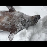 You’ll never enjoy winter as much as these dumb animals in Oregon
