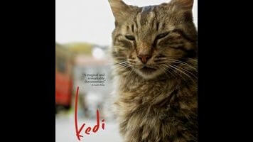 Kedi might look like a glorified cute cat video, but it has plenty to say about people, too