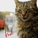 Kedi might look like a glorified cute cat video, but it has plenty to say about people, too