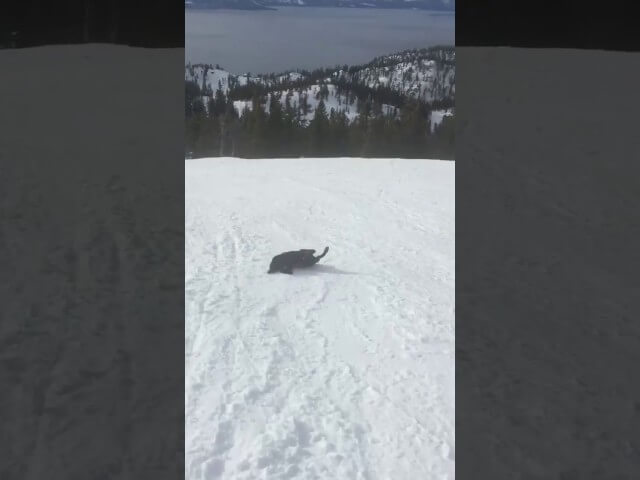 Embrace the blizzard with the extremely chill attitude of this sledding dog