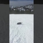 Embrace the blizzard with the extremely chill attitude of this sledding dog