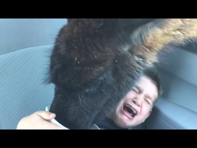 Watch this kid freak the fuck out over a llama