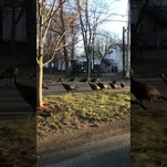 Just a video of 18 turkeys engaging in a strange pagan ritual around a dead cat