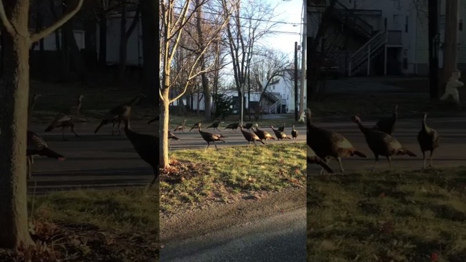 Just a video of 18 turkeys engaging in a strange pagan ritual around a dead cat