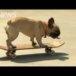 Get to know that radical skateboarding French bulldog