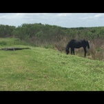 Hell yeah: Horse fights alligator