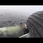 Inspirational shark attempts to eat a whole damn whale