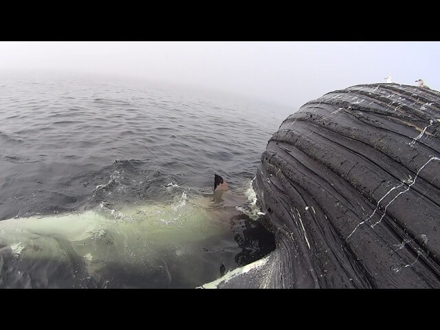 Inspirational shark attempts to eat a whole damn whale