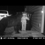 Bear won’t fuck with clown