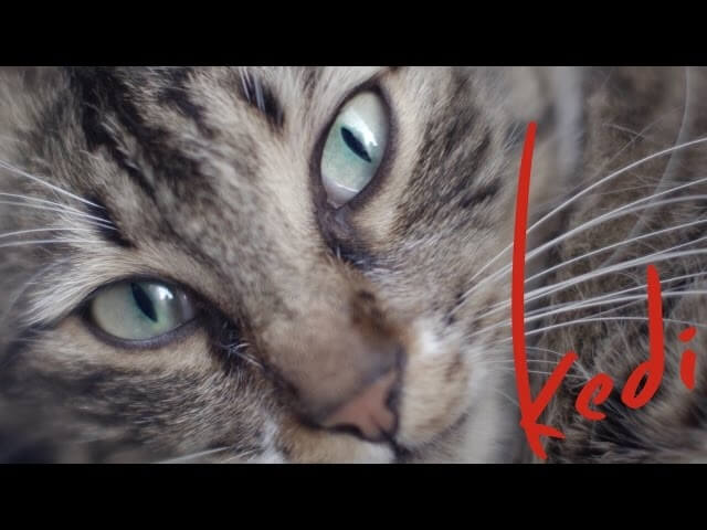 Take an adorable kitten break with the trailer for Kedi on YouTube Red