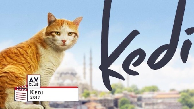 Cat documentary Kedi sends us some swag we can snuggle up with