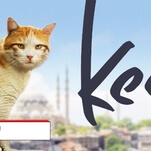 Cat documentary Kedi sends us some swag we can snuggle up with