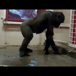 Dancing gorilla is having an extremely good time