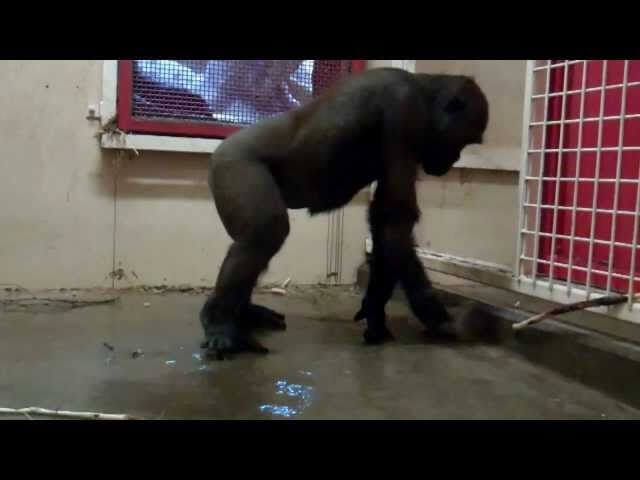 Dancing gorilla is having an extremely good time