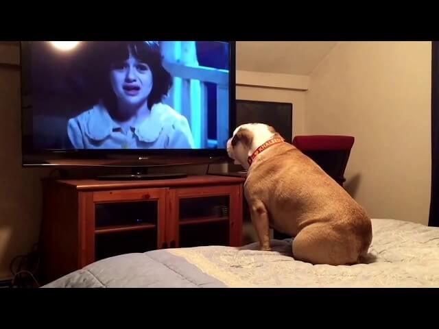 Good dog ruins horror movie