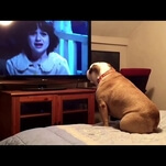 Good dog ruins horror movie