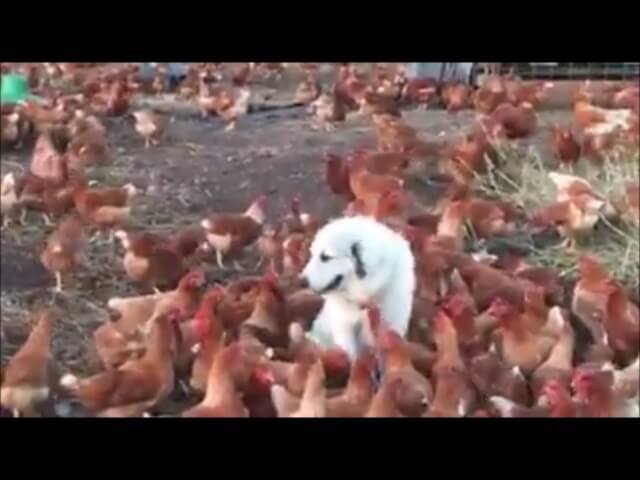 Here is the mighty dog who rules as a god-like deity to dozens of hens