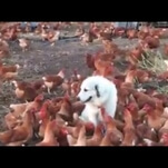 Here is the mighty dog who rules as a god-like deity to dozens of hens