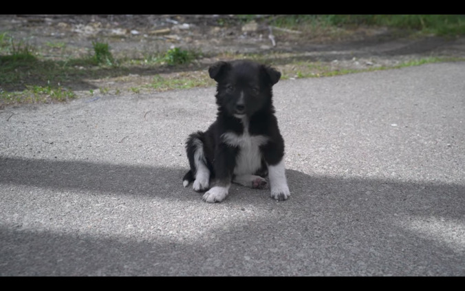 Everyone loves these radioactive puppies roaming around Chernobyl