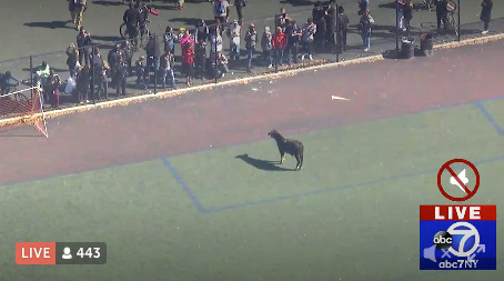 Breaking: There's a goddamn cow running around in Brooklyn right now