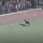 Breaking: There's a goddamn cow running around in Brooklyn right now