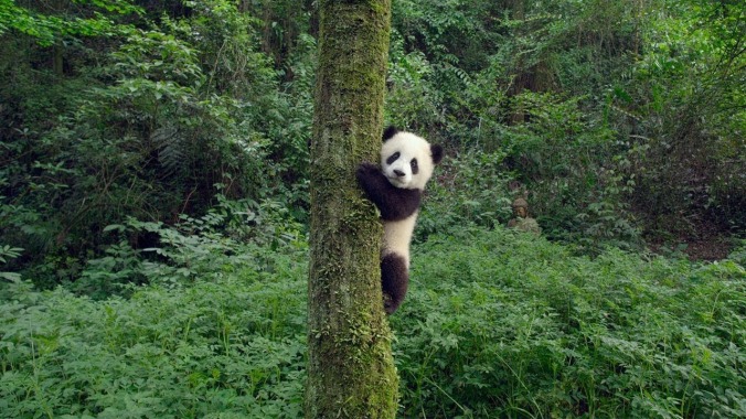 Here, have a trailer that's nothing but baby pandas goofing around and being wonderful