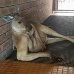 Everybody wants to fuck this kangaroo