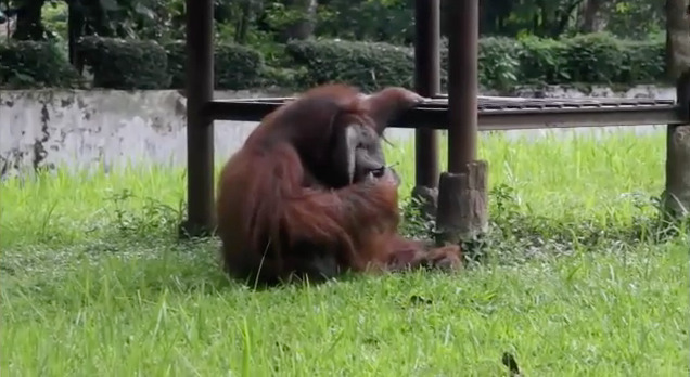 Cool orangutan just taking a trip to Flavor Country 
