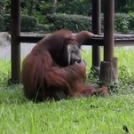 Cool orangutan just taking a trip to Flavor Country 