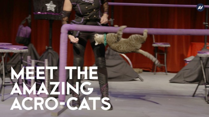 Get Involved, Internet: Help the trainer of the Amazing Acro-Cats fight cancer