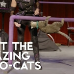 Get Involved, Internet: Help the trainer of the Amazing Acro-Cats fight cancer