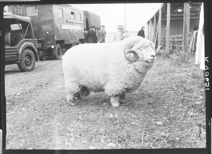 Museum Of English Rural Life tweets inexplicably popular picture of sheep, goes mad with power