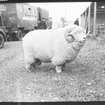 Museum Of English Rural Life tweets inexplicably popular picture of sheep, goes mad with power